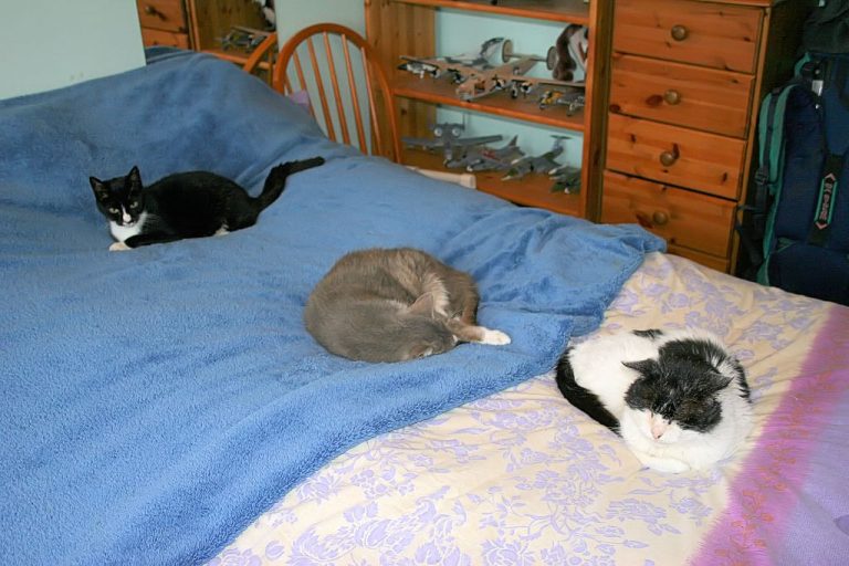 How to Choose an Electric Blanket for Safe, Even Warmth